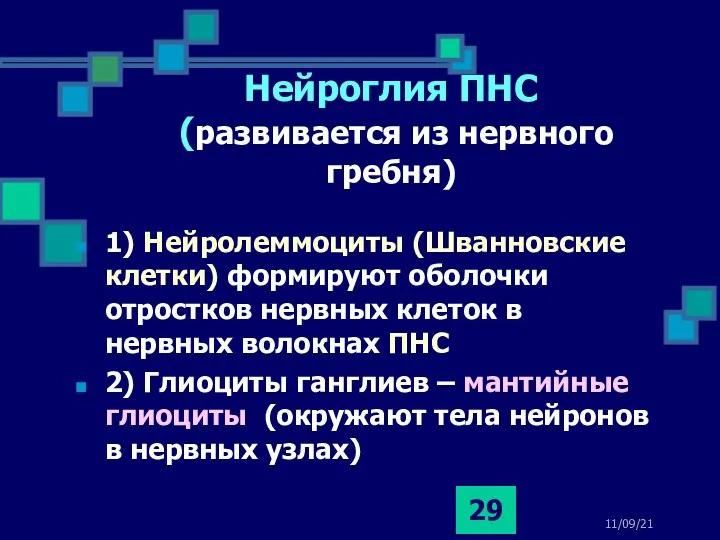 11/09/21 Нейроглия ПНС (развивается из нервного гребня) 1) Нейролеммоциты (Шванновские