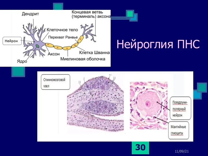 Нейроглия ПНС 11/09/21