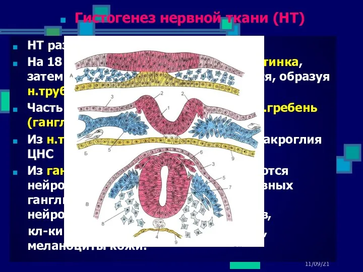 11/09/21 НТ развивается из эктодермы На 18 сут. дифференцируется н.пластинка,