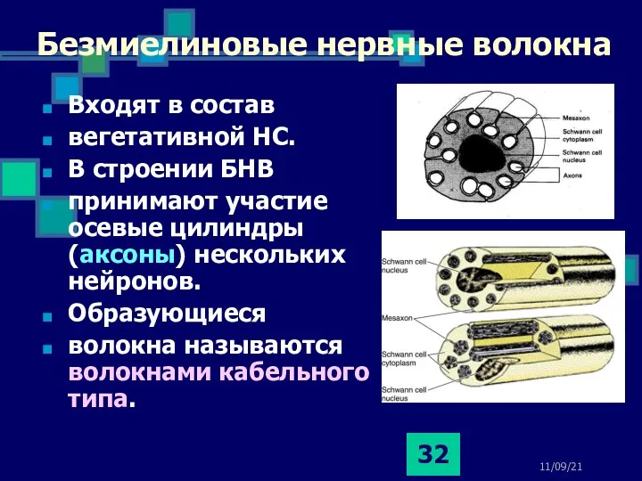 11/09/21 Безмиелиновые нервные волокна Входят в состав вегетативной НС. В