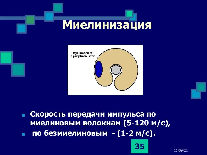 11/09/21 Миелинизация Скорость передачи импульса по миелиновым волокнам (5-120 м/с), по безмиелиновым - (1-2 м/с).