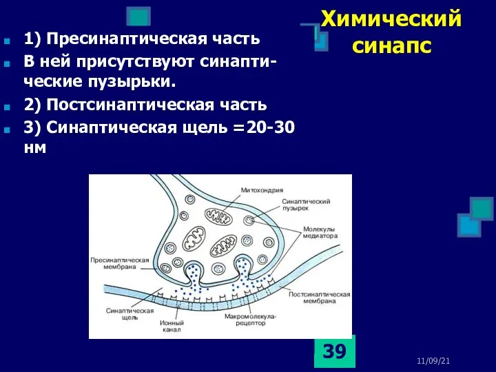 11/09/21 Химический синапс 1) Пресинаптическая часть В ней присутствуют синапти-ческие