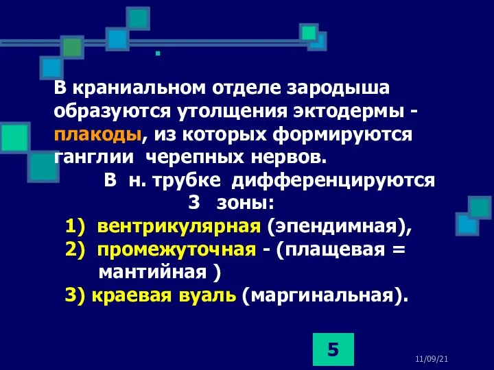 11/09/21 В краниальном отделе зародыша образуются утолщения эктодермы - плакоды,