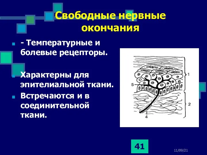 11/09/21 Свободные нервные окончания - Температурные и болевые рецепторы. Характерны