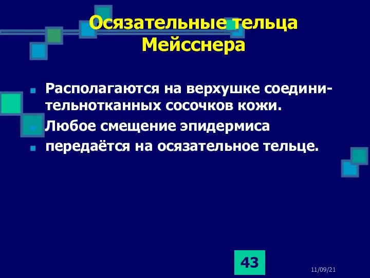 11/09/21 Располагаются на верхушке соедини-тельнотканных сосочков кожи. Любое смещение эпидермиса