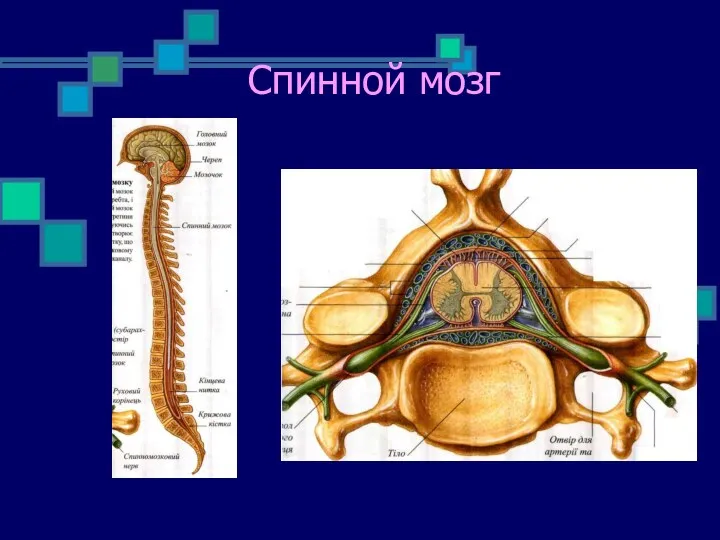 Спинной мозг