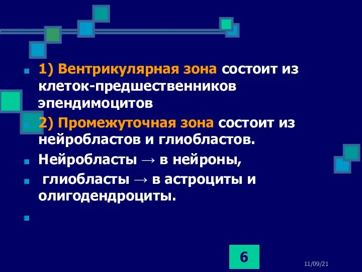 11/09/21 1) Вентрикулярная зона состоит из клеток-предшественников эпендимоцитов 2) Промежуточная