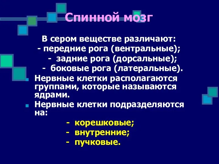 В сером веществе различают: - передние рога (вентральные); - задние