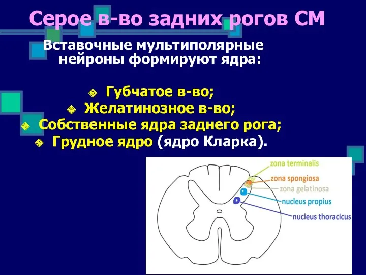 Вставочные мультиполярные нейроны формируют ядра: Губчатое в-во; Желатинозное в-во; Собственные