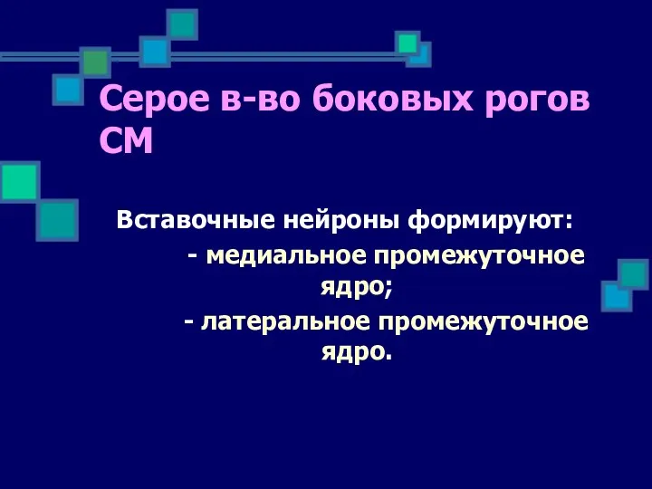 Вставочные нейроны формируют: - медиальное промежуточное ядро; - латеральное промежуточное ядро. Серое в-во боковых рогов СМ