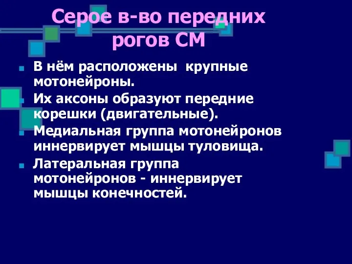 В нём расположены крупные мотонейроны. Их аксоны образуют передние корешки