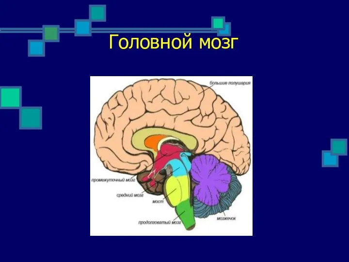 Головной мозг