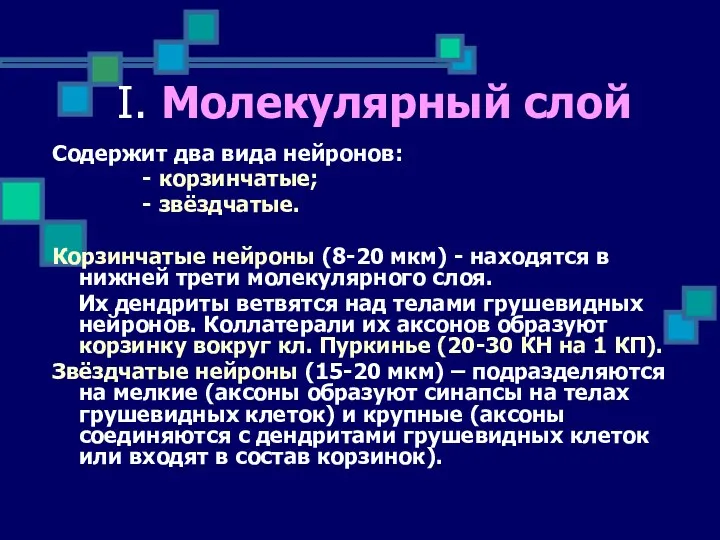 Содержит два вида нейронов: - корзинчатые; - звёздчатые. Корзинчатые нейроны