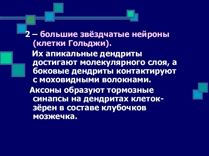 2 – большие звёздчатые нейроны (клетки Гольджи). Их апикальные дендриты