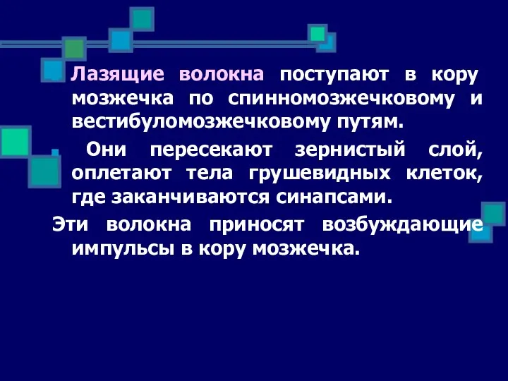 Лазящие волокна поступают в кору мозжечка по спинномозжечковому и вестибуломозжечковому