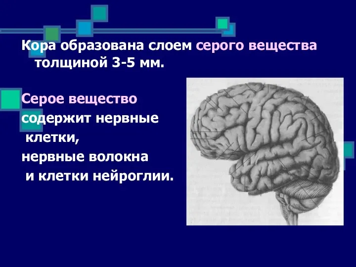 Кора образована слоем серого вещества толщиной 3-5 мм. Серое вещество