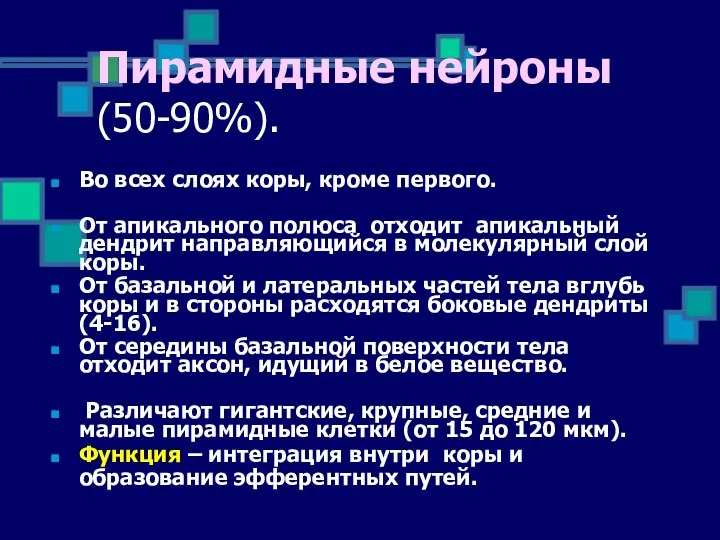 Во всех слоях коры, кроме первого. От апикального полюса отходит