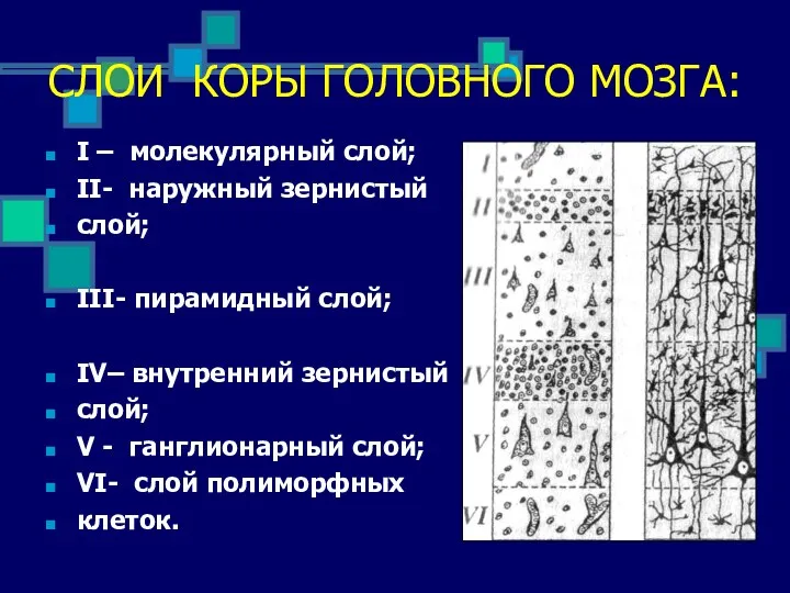 I – молекулярный слой; II- наружный зернистый cлой; III- пирамидный