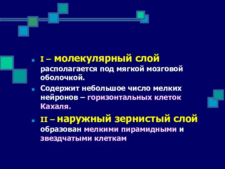 I – молекулярный слой располагается под мягкой мозговой оболочкой. Содержит