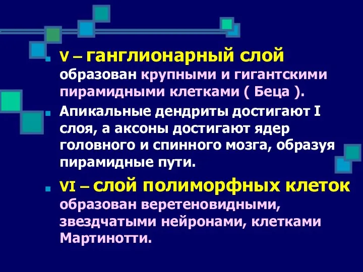 V – ганглионарный слой образован крупными и гигантскими пирамидными клетками