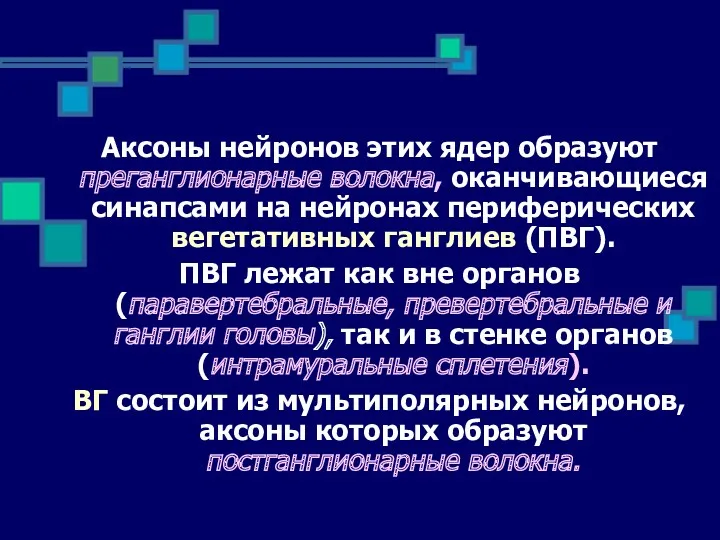 Аксоны нейронов этих ядер образуют преганглионарные волокна, оканчивающиеся синапсами на