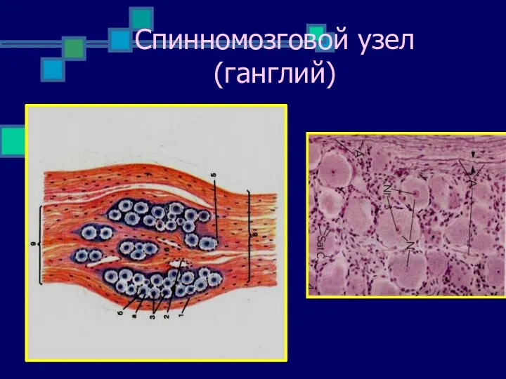 Спинномозговой узел (ганглий)