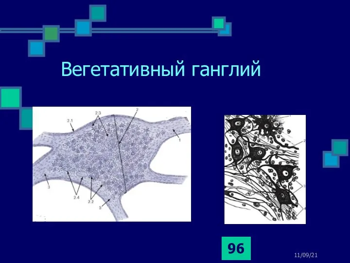 Вегетативный ганглий 11/09/21