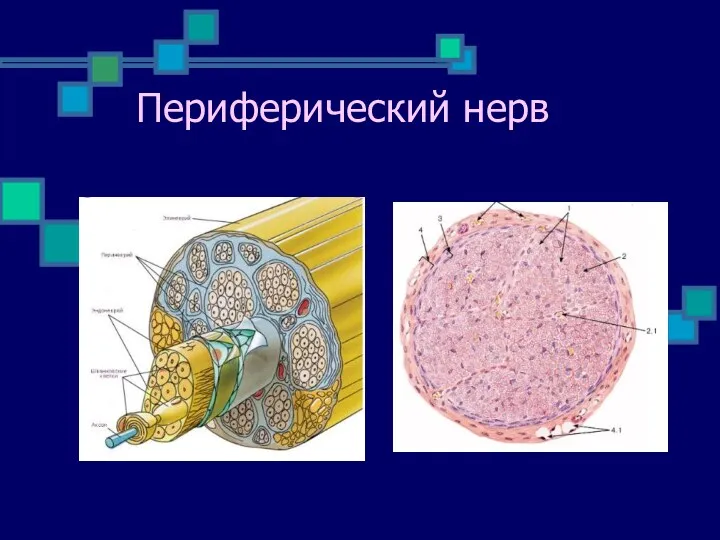 Периферический нерв