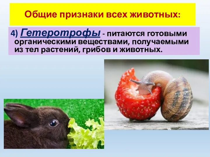 Общие признаки всех животных: 4) Гетеротрофы - питаются готовыми органическими