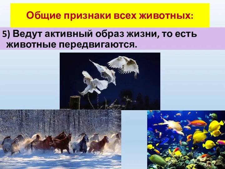 5) Ведут активный образ жизни, то есть животные передвигаются. Общие признаки всех животных: