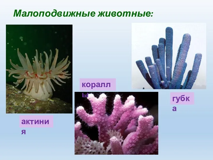 Малоподвижные животные: актиния кораллы губка