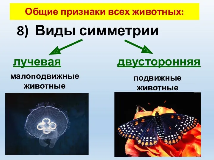 8) Виды симметрии лучевая двусторонняя малоподвижные животные подвижные животные Общие признаки всех животных: