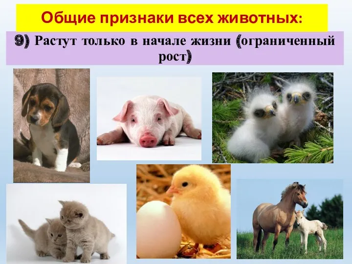 9) Растут только в начале жизни (ограниченный рост) Общие признаки всех животных: