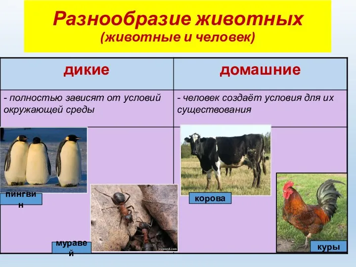 Разнообразие животных (животные и человек) пингвин муравей куры корова