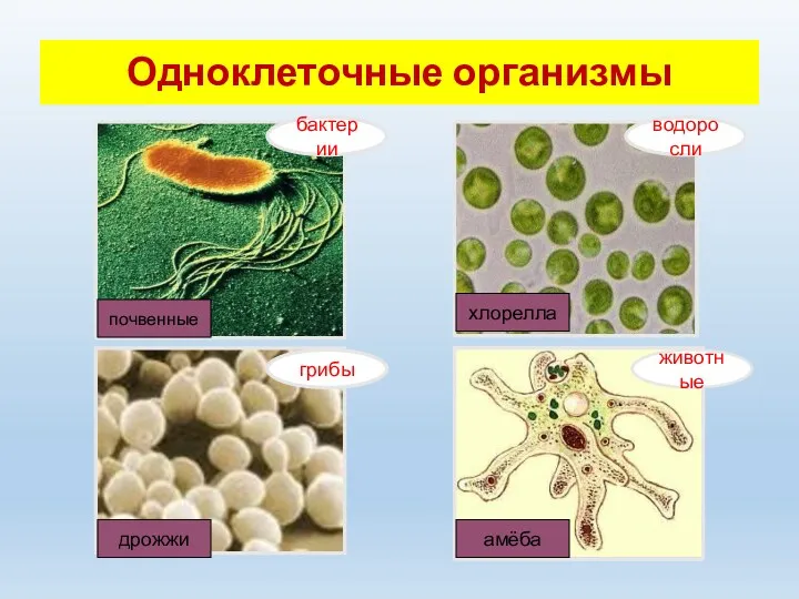 Одноклеточные организмы бактерии грибы водоросли животные почвенные дрожжи хлорелла амёба