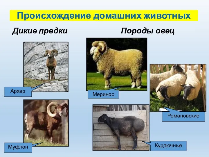Происхождение домашних животных Дикие предки Породы овец Архар Муфлон Меринос Романовские Курдючные