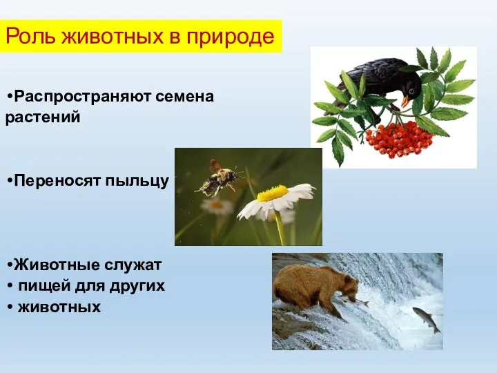 Роль животных в природе Распространяют семена растений Переносят пыльцу Животные служат пищей для других животных