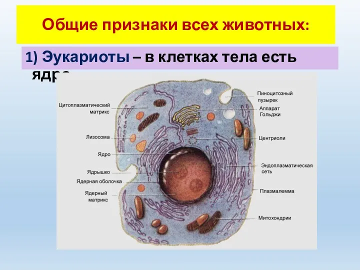 1) Эукариоты – в клетках тела есть ядро. Общие признаки всех животных: