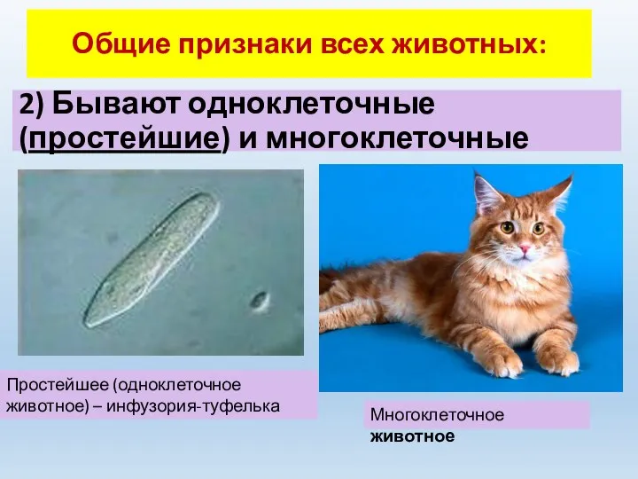 2) Бывают одноклеточные (простейшие) и многоклеточные Простейшее (одноклеточное животное) – инфузория-туфелька Многоклеточное животное