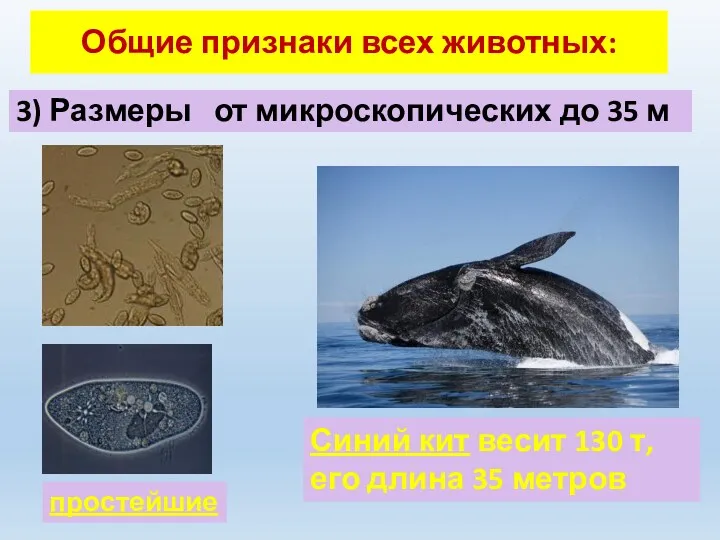 3) Размеры от микроскопических до 35 м простейшие Синий кит