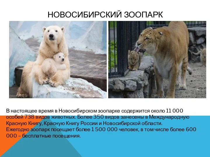 НОВОСИБИРСКИЙ ЗООПАРК В настоящее время в Новосибирском зоопарке содержится около