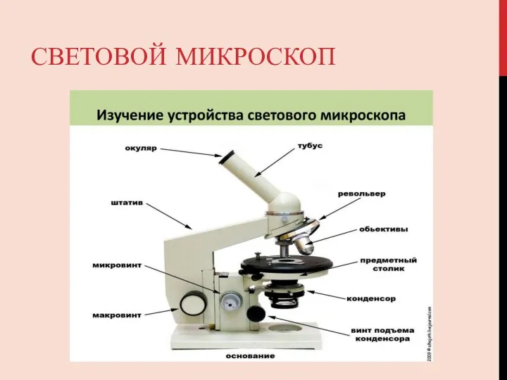 СВЕТОВОЙ МИКРОСКОП