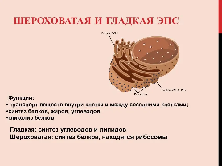 ШЕРОХОВАТАЯ И ГЛАДКАЯ ЭПС Функции: транспорт веществ внутри клетки и