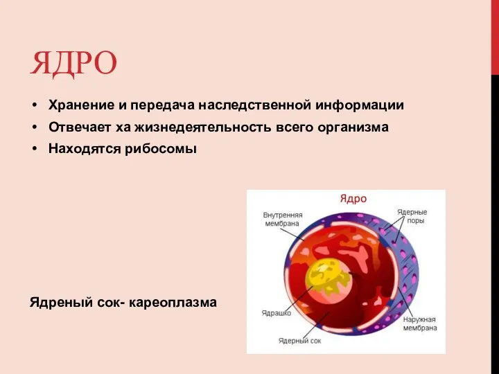 ЯДРО Хранение и передача наследственной информации Отвечает ха жизнедеятельность всего организма Находятся рибосомы Ядреный сок- кареоплазма