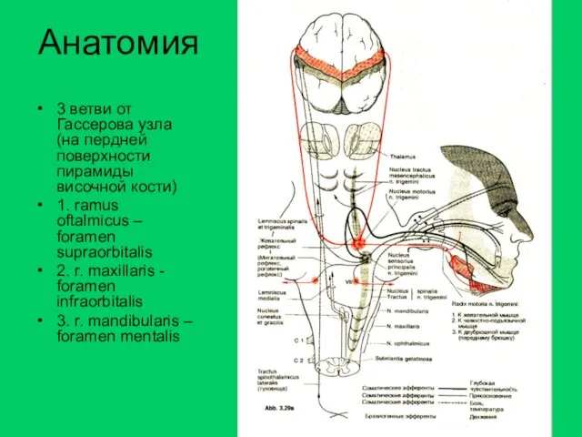 Анатомия 3 ветви от Гассерова узла (на пердней поверхности пирамиды височной кости) 1.