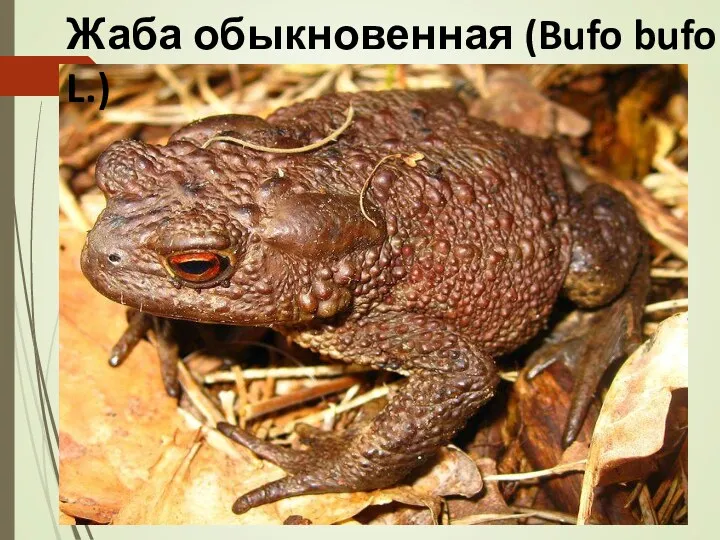 Жаба обыкновенная (Bufo bufo L.)