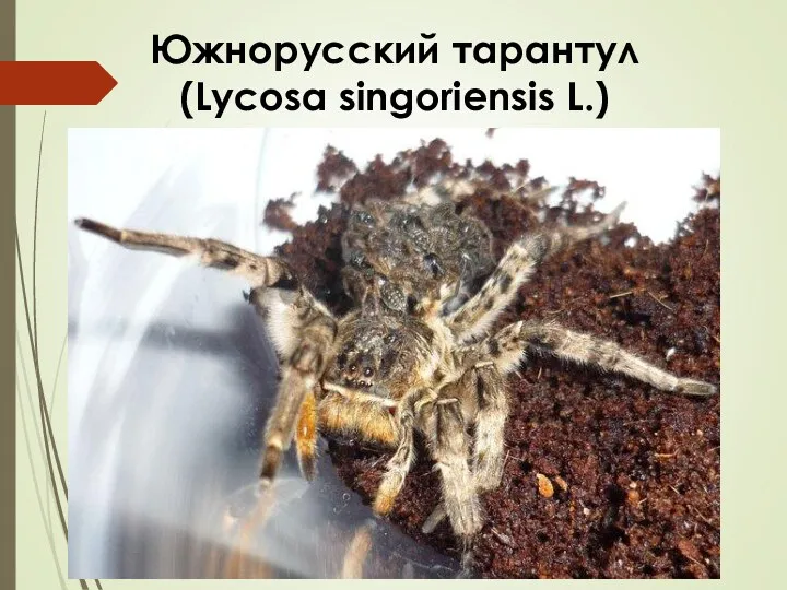 Южнорусский тарантул (Lycosa singoriensis L.)