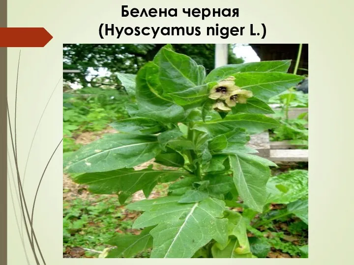 Белена черная (Hyoscyamus niger L.)