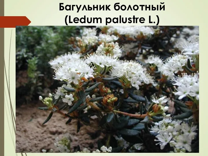 Багульник болотный (Ledum palustre L.)