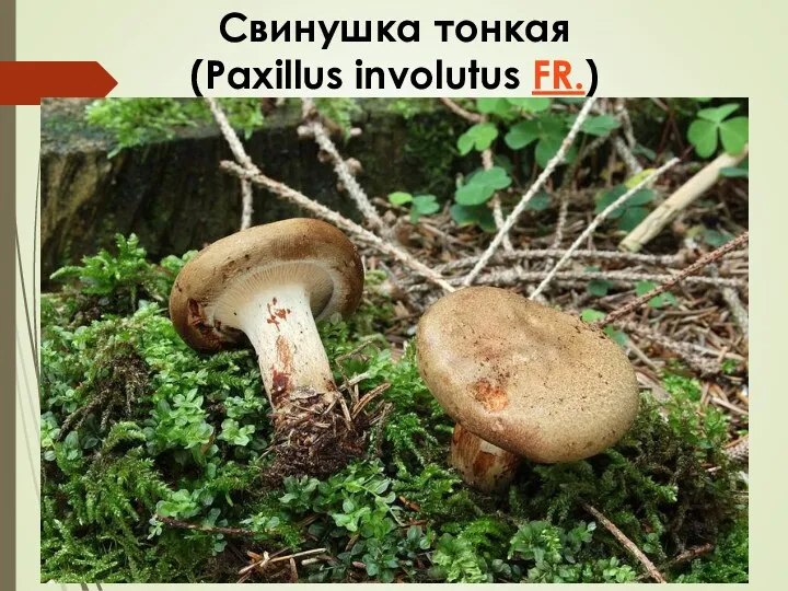 Свинушка тонкая (Paxillus involutus FR.)